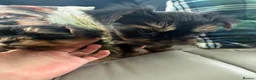 Yorkshire Terrier dogs for sale: Tiny Toy Yorkshire Terrier Puppies (Yorkie) - Advert 7