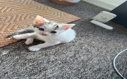 Domestic Shorthair cats for sale: 🐾 Kittens for Sale – White & Tabby 🐾 - Image 7