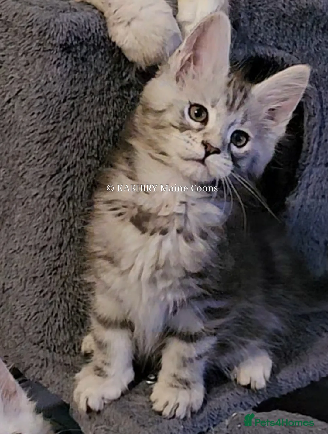 Maine Coon cats for sale: ACTIVE TICA Registered Shaded & Shaded lines - Advert 22