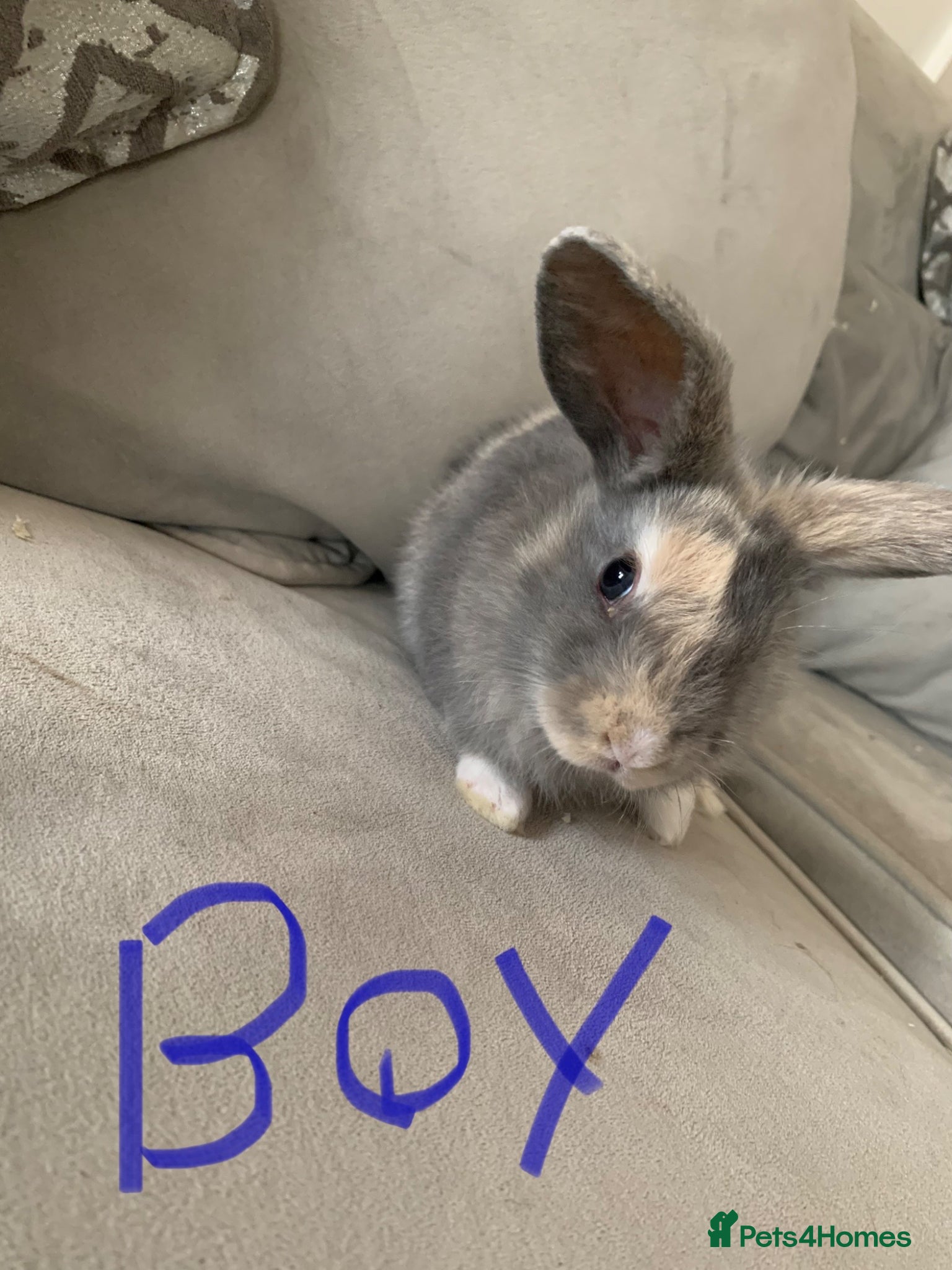 Mini Lop rabbits for sale: Gorgeous mini lops🐰🐰💖 - Advert 1