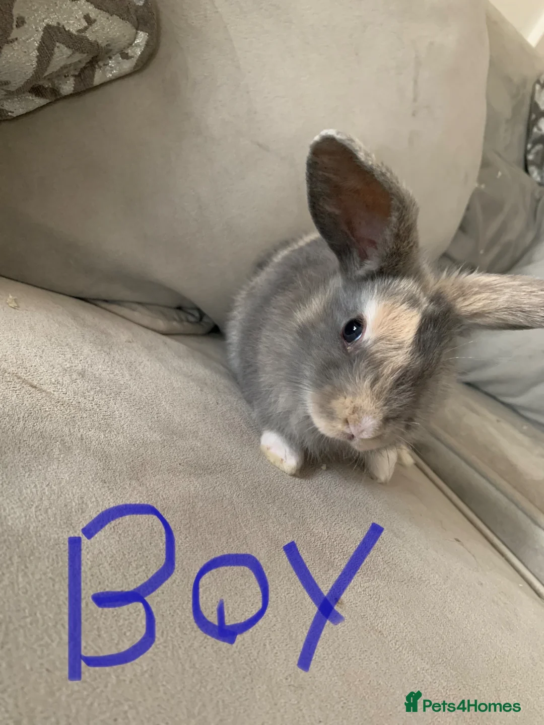 Mini Lop rabbits for sale: Gorgeous mini lops🐰🐰💖 - Advert 1