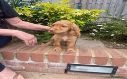 Cocker Spaniel dogs for sale: Gorgeous Adorable Golden Type Cocker  Spaniel  - Image 27