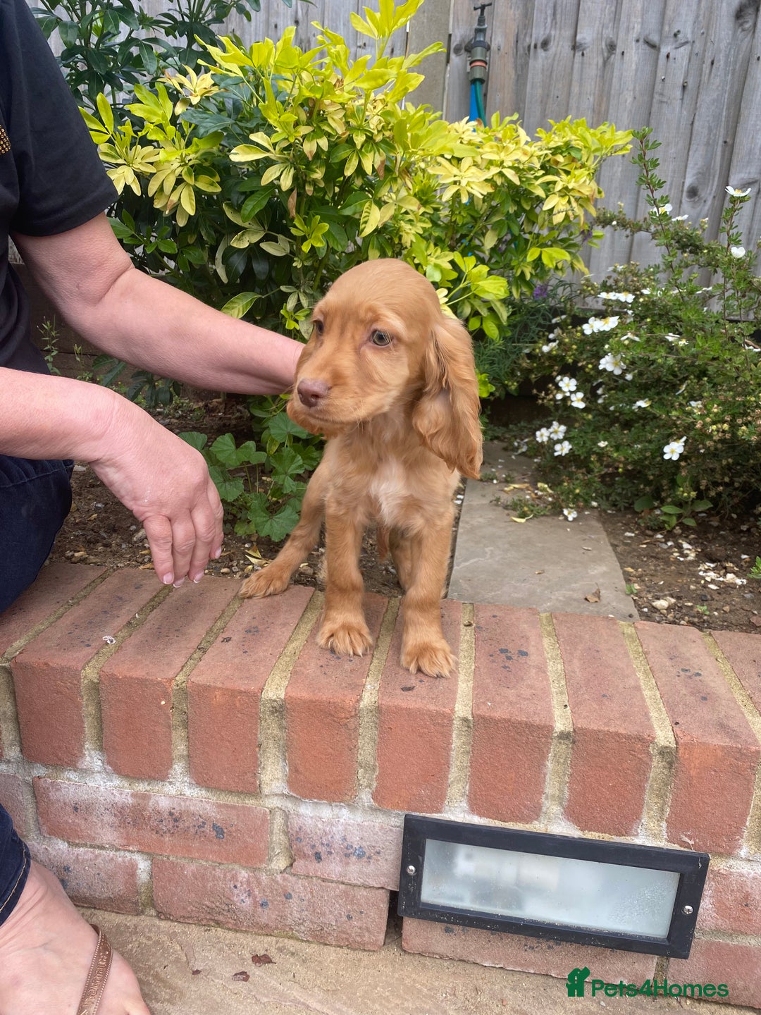 Cocker Spaniel dogs for sale: Gorgeous Adorable Golden Type Cocker  Spaniel  - Image 27