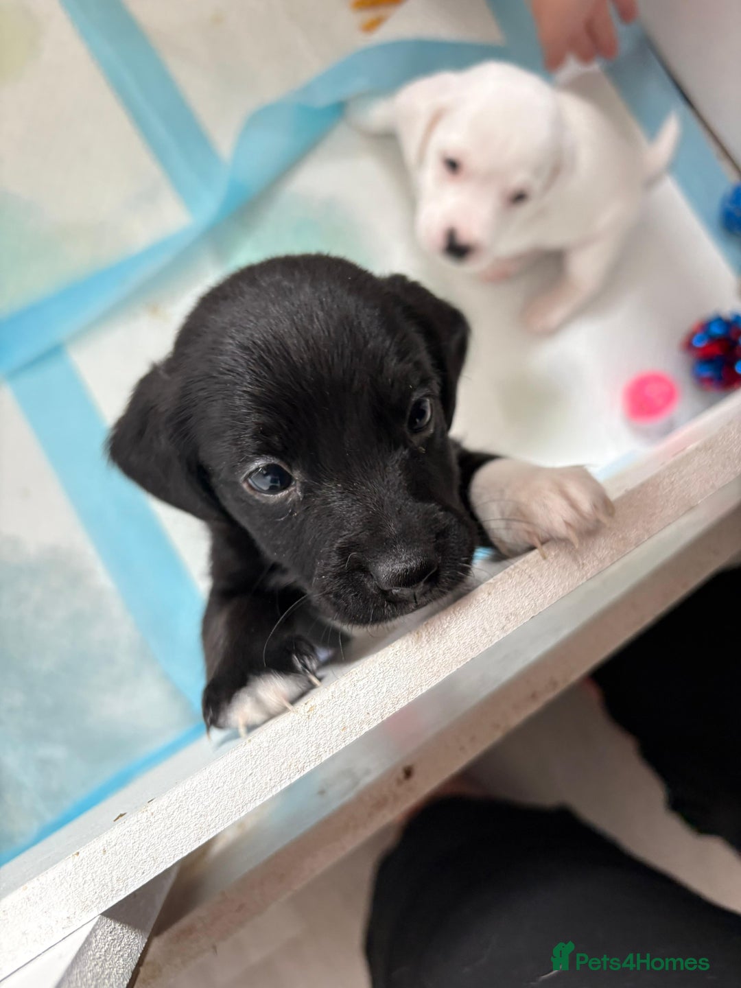 Mixed Breed dogs for sale: Jack Russel x Cockapoo Puppies - Image 23