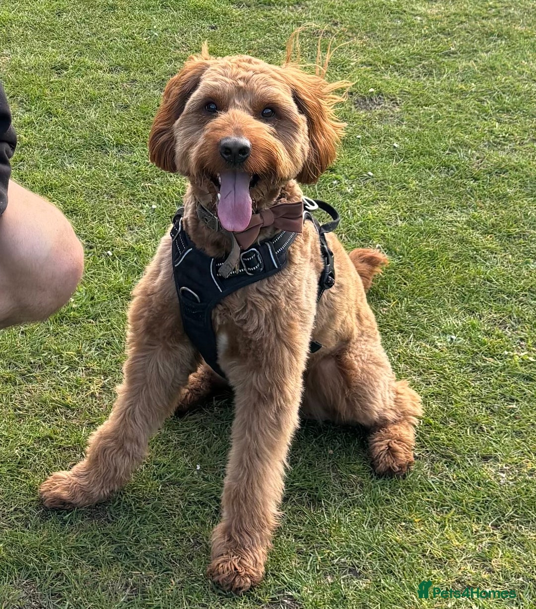 Australian Labradoodle dogs for stud: Australian Labradoodle Stud – Excellent Bloodlines - Image 23