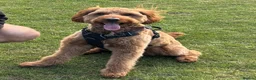 Australian Labradoodle dogs for stud: Australian Labradoodle - Fully Tested, Top Lines - Advert 26