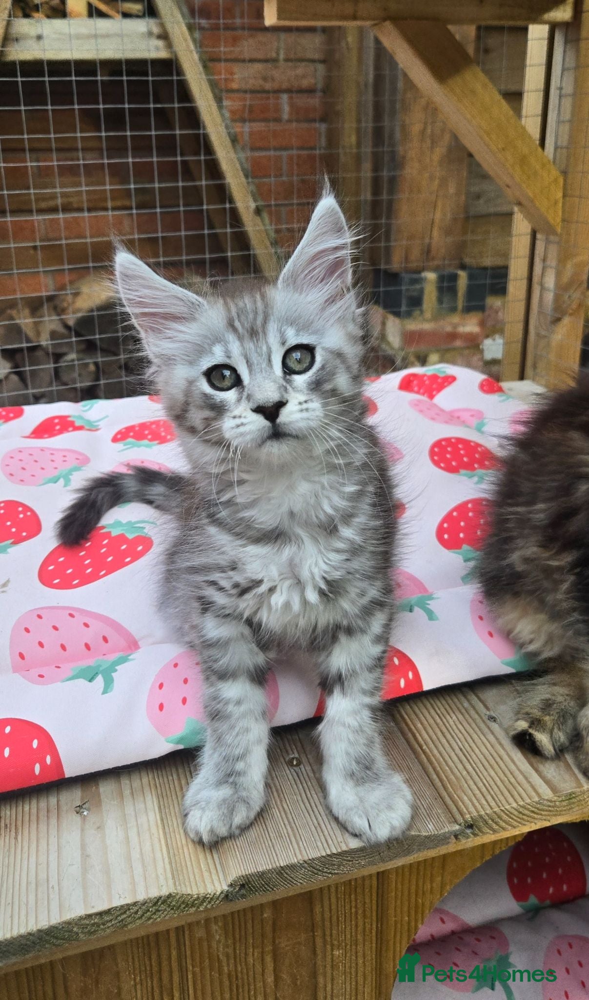 Maine Coon cats GCCF Registered Maine Coon Kittens  - Advert 17