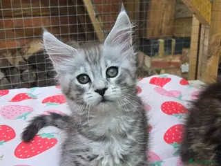 Maine Coon cats GCCF Registered Maine Coon Kittens - Advert 17