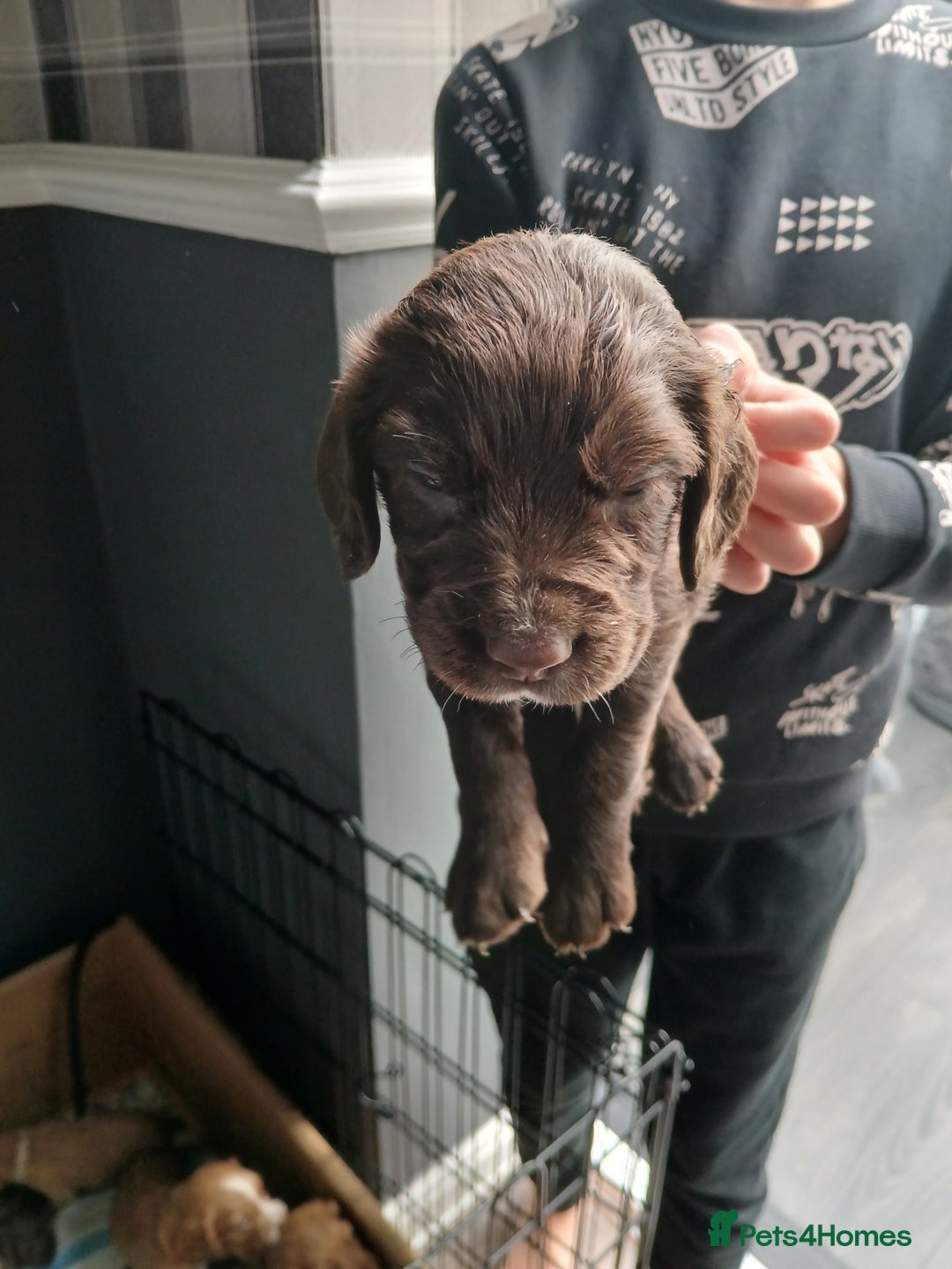 Cocker Spaniel dogs for sale: Working spaniels  - Image 10