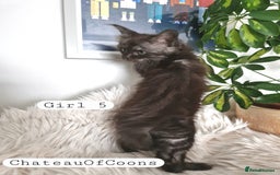 Maine Coon cats for sale: Stunning Black Smoke Registred Maine Coon Kittens - Image 32
