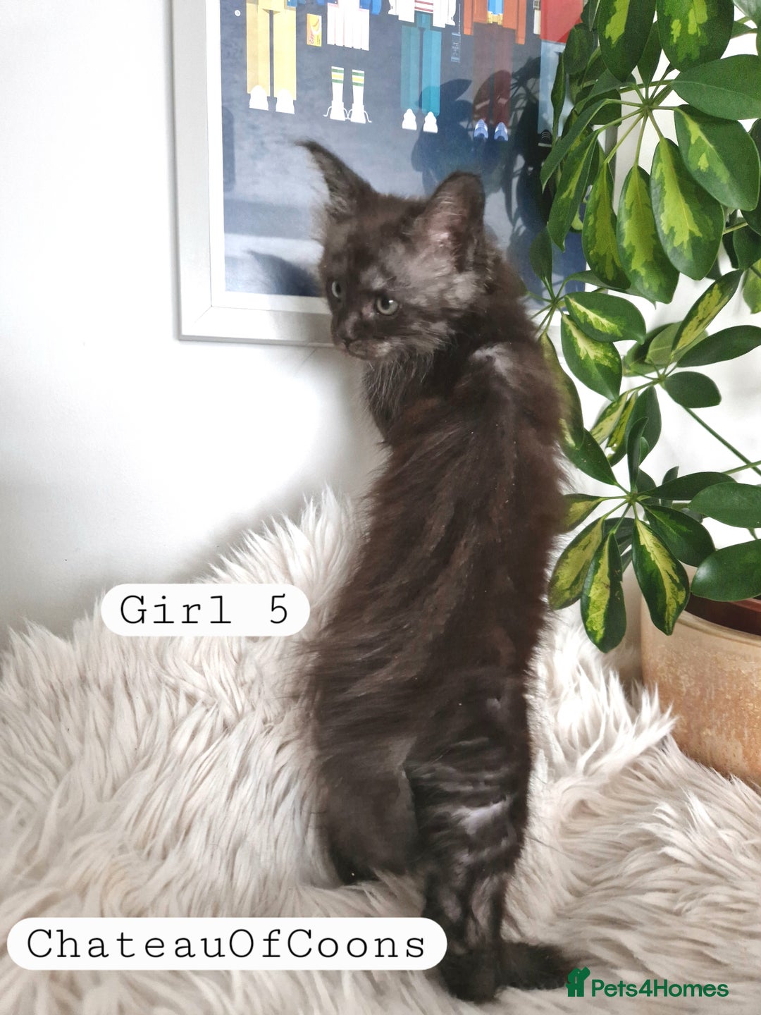 Maine Coon cats for sale: Stunning Black Smoke Registred Maine Coon Kittens - Image 32