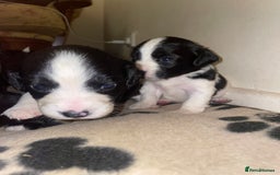 Mixed Breed dogs for sale: Gorgeous Sprockador puppy’s for sale - Image 3