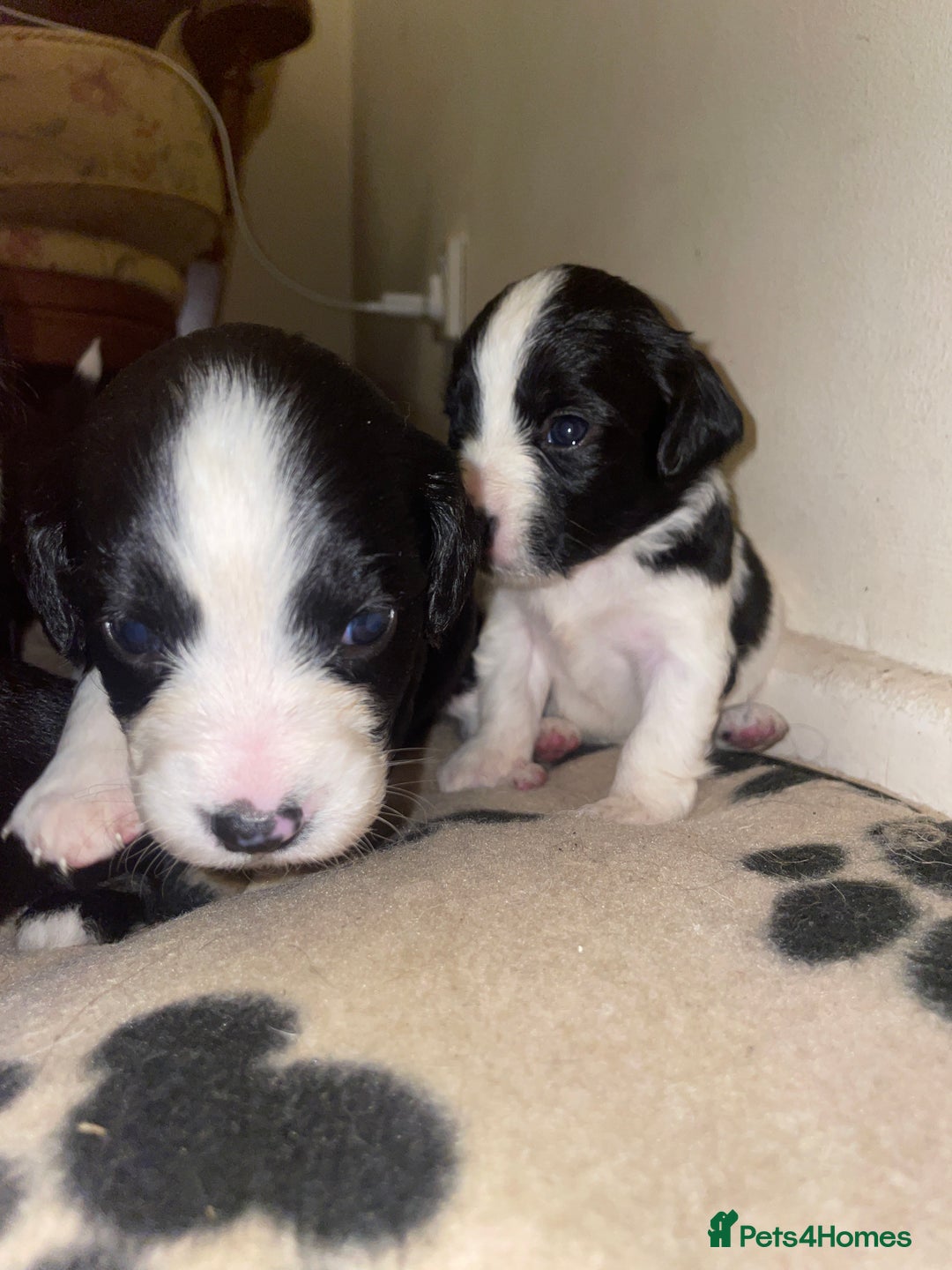 Mixed Breed dogs for sale: Gorgeous Sprockador puppy’s for sale - Image 3