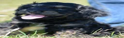 American Cocker Spaniel dogs for sale: ADORABLE YANKEE DOODLES  in Lauder - Advert 9