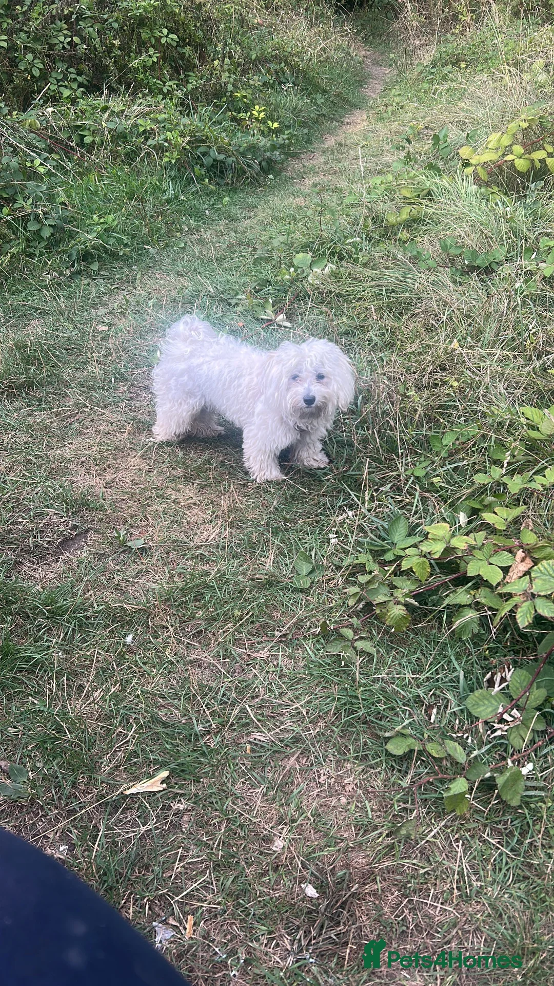 Mixed Breed dogs for sale: Poppy Maltese cross  in Mitcham - Advert 2