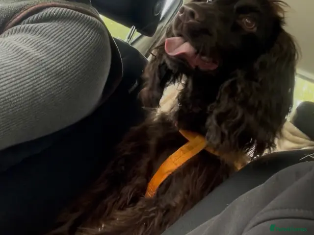 Cocker Spaniel dogs for sale: Beautiful cocker spaniel pups - Advert 2