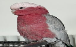 Cockatoo birds for sale: Floyd the Galah - Image 5