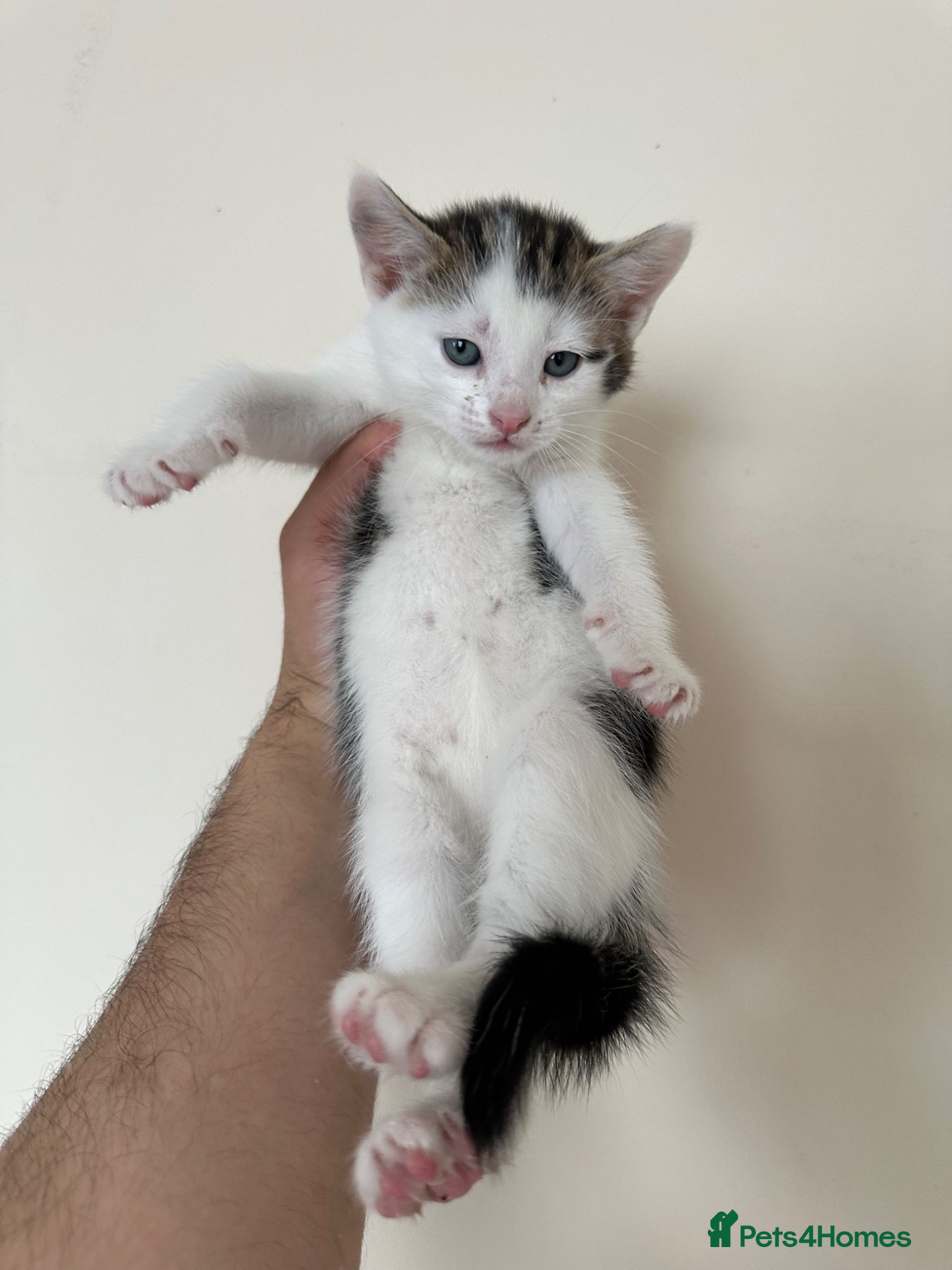 Mixed Breed cats for sale: Half British Short Hair Kittens in Luton - Advert 3
