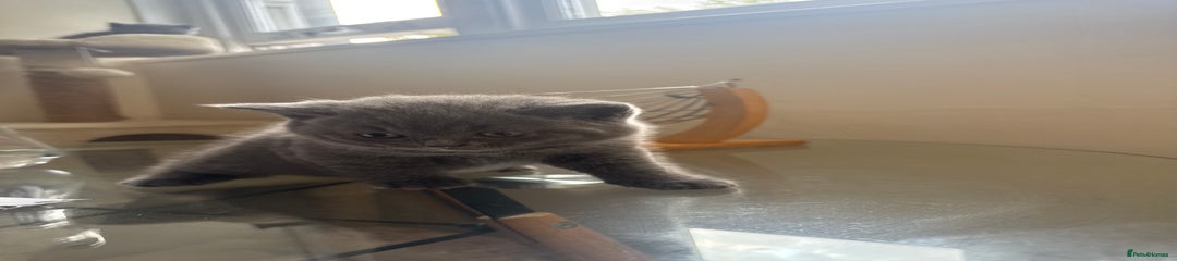 British Shorthair Kitten 2