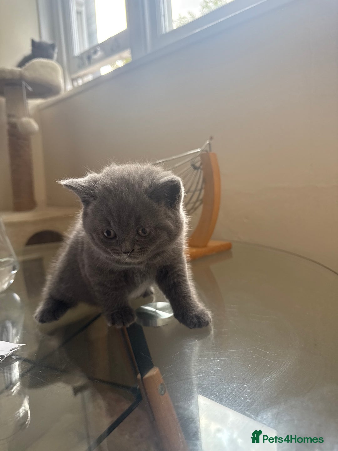 British Shorthair cats for sale: British shorthairs x7 | around oxford  - Image 15