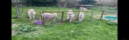 Goats livestock for sale: 3 pedigree angora bucks - Advert 1