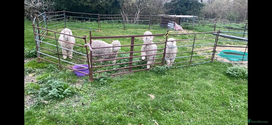 Goats livestock for sale: 3 pedigree angora bucks - Advert 1