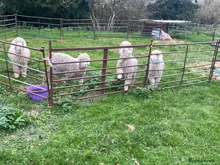 Goats livestock 3 pedigree angora bucks - Advert 3
