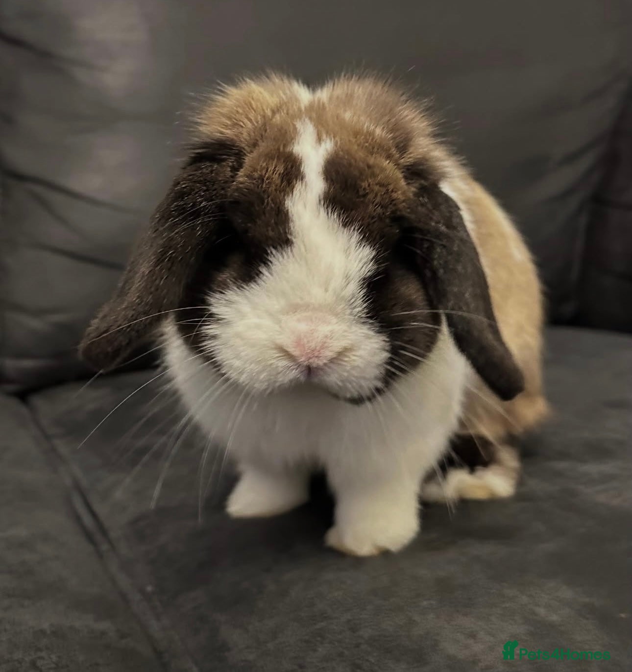 Mini Lop rabbits Vaccinated Purebred Minilop - Advert 1
