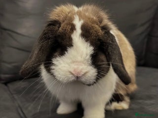Mini Lop rabbits Vaccinated Purebred Minilop - Advert 1