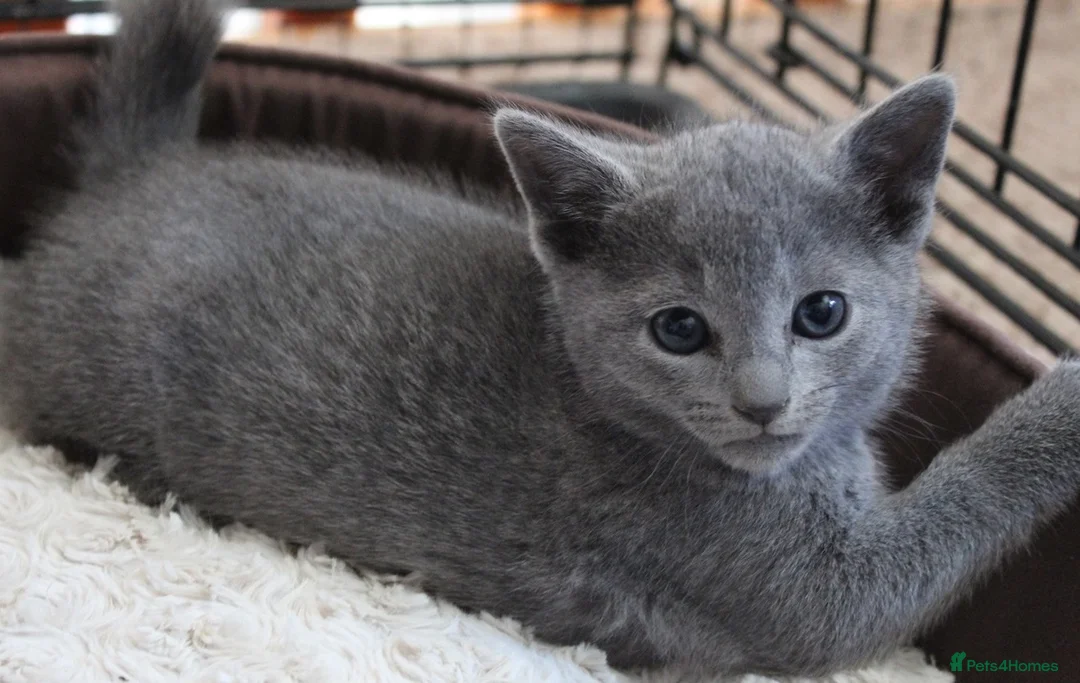 Russian Blue cats for sale: Healthy home raised Green eyes kitten up for new p in Goole - Advert 2