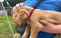 Mixed Breed dogs for sale: Jackapoo spaniel cross - hound puppies  - Image 3