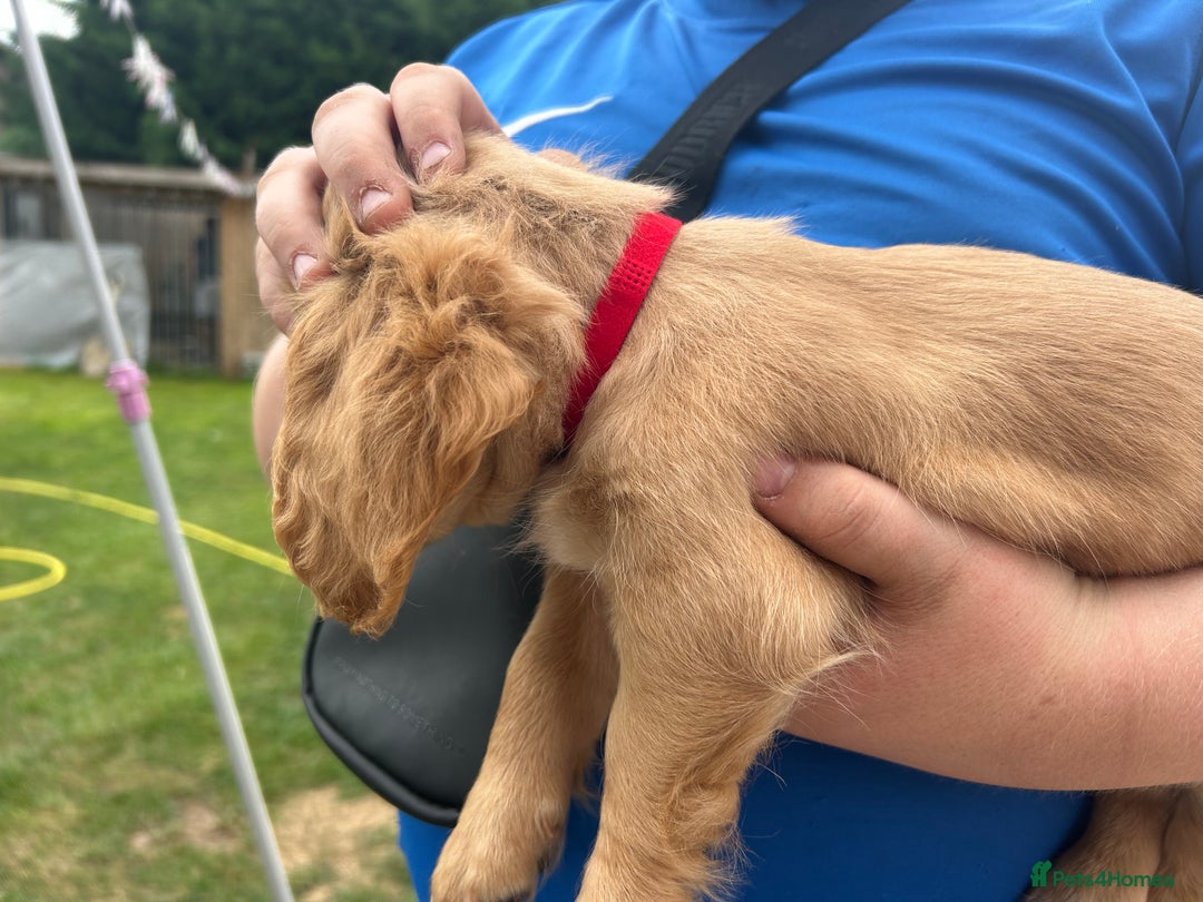 Mixed Breed dogs for sale: Jackapoo spaniel cross - hound puppies  - Image 3