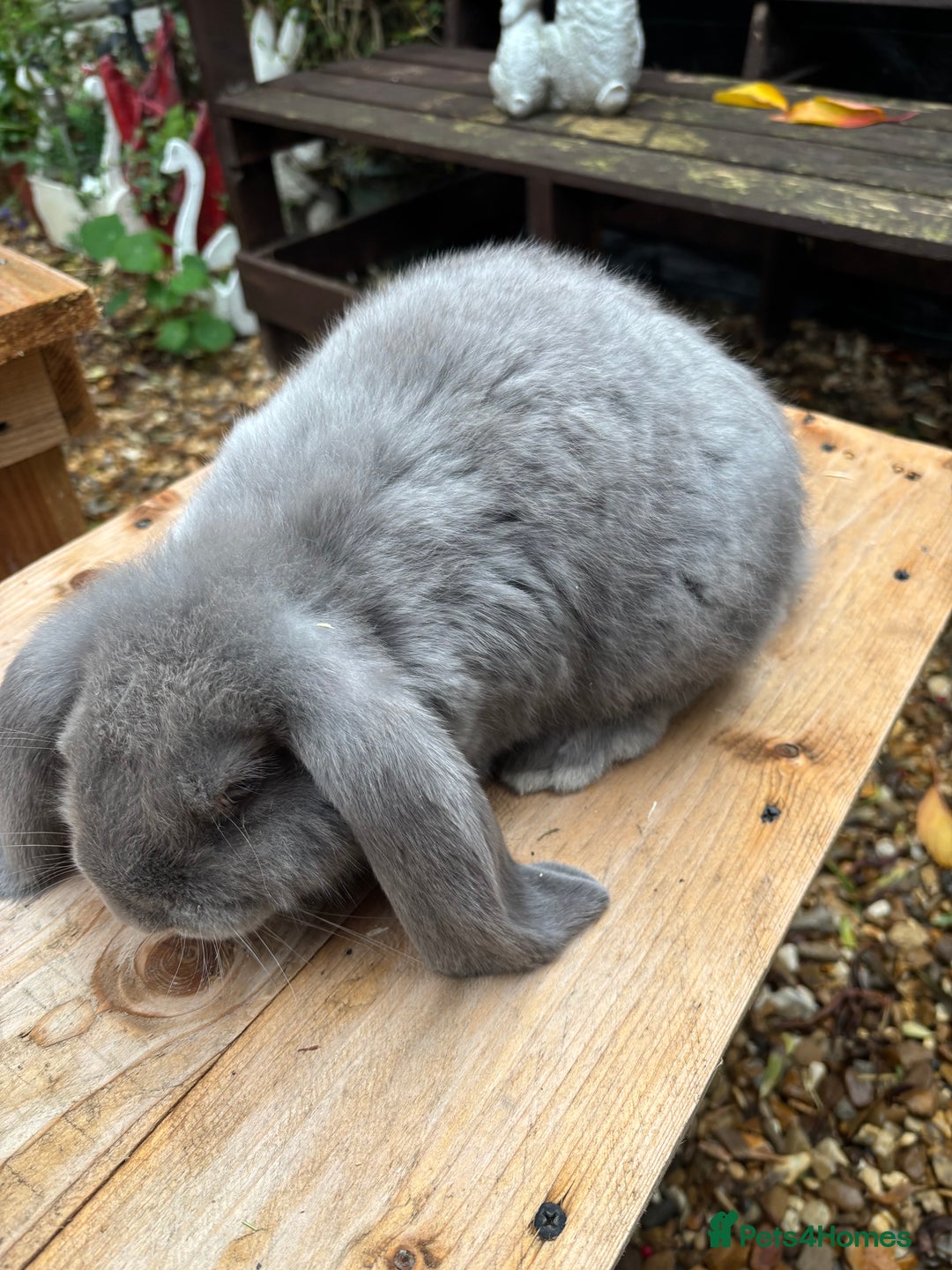 French Lop rabbits for sale: French lops  - Advert 2