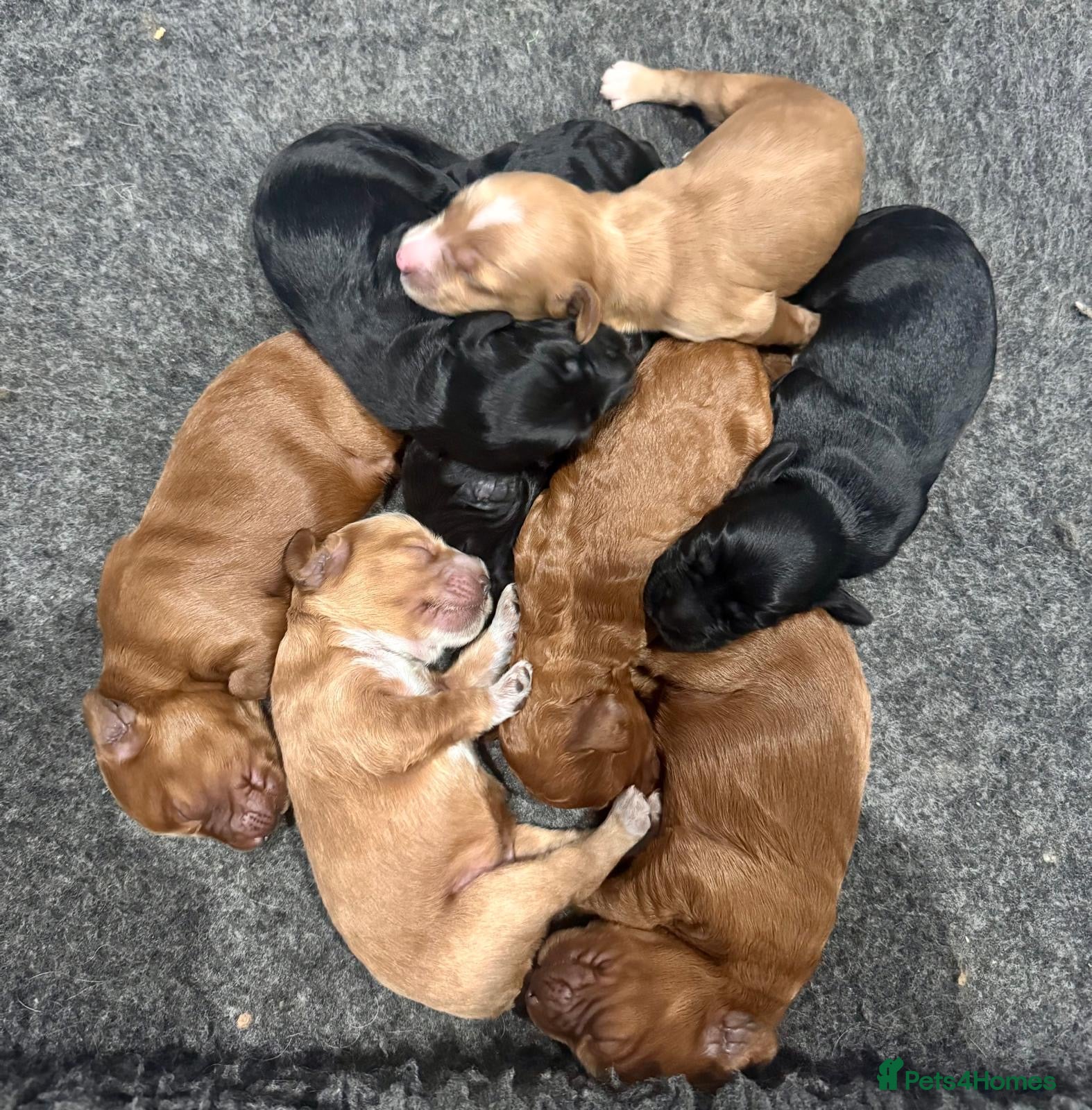 Cockapoo dogs STUNNING DARK RED, APRICOT, BLACK COCKAPOO PUPPIES - Advert 1