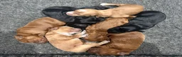 Cockapoo dogs for sale: STUNNING DARK RED, APRICOT, BLACK COCKAPOO PUPPIES - Advert 1