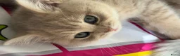Brazilian Shorthair cats for sale: 2 Girls | Fully Pedigree British Shorthair | GCCF  - Advert 19