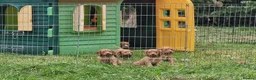 Cocker Spaniel dogs for sale: Chunky cocker spaniel puppies - Advert 6