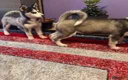 Siberian Husky dogs for sale: Last 2 beautiful girl from 7 puppy husky  - Image 3