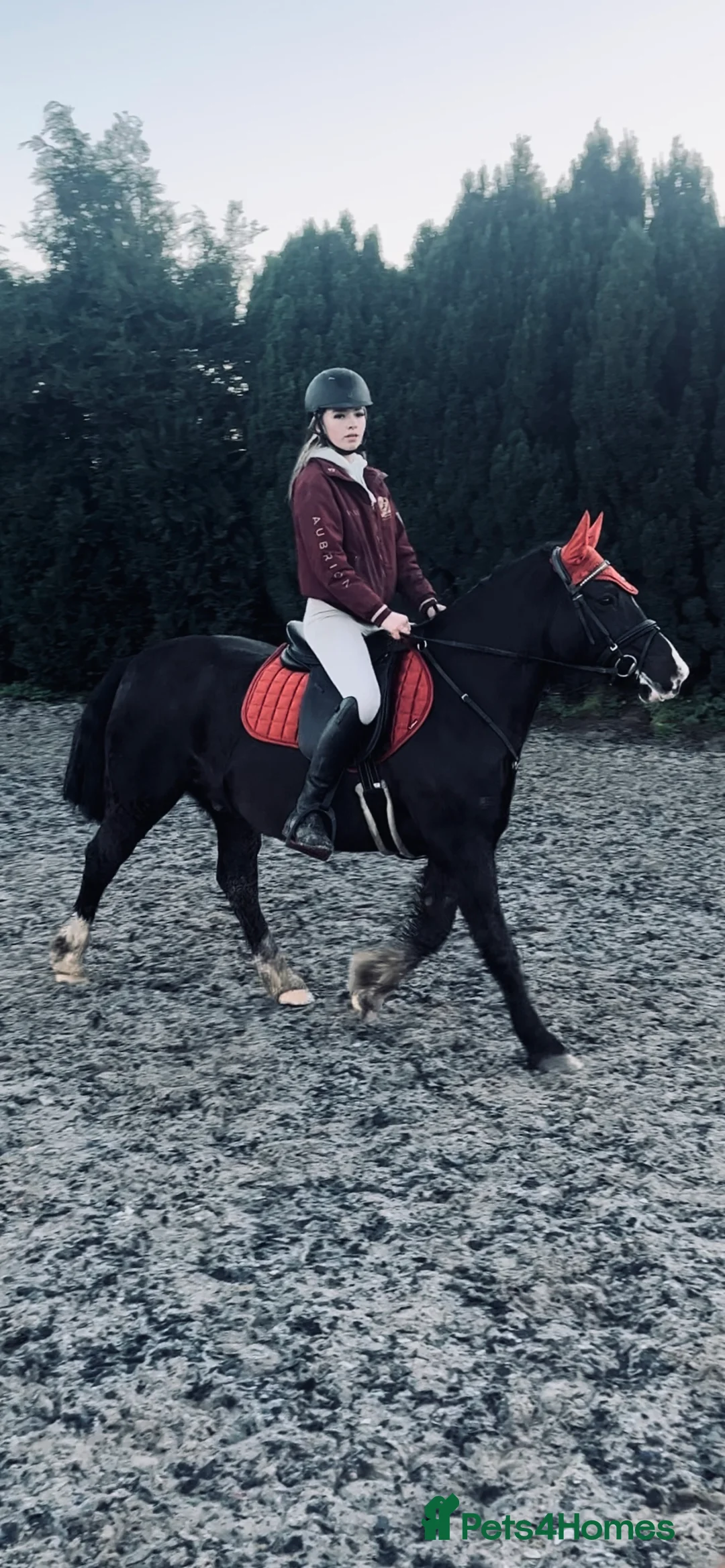 Welsh Section C horses for sale: ❤️ Romeo ❤️ - Advert 5
