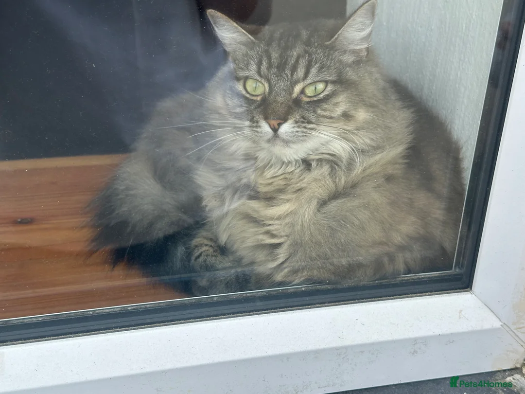 Maine Coon cats for sale: Two girls for sale  in Truro - Advert 1