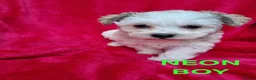 Bichon Frise dogs for sale: Bichon puppies for sale - Advert 8