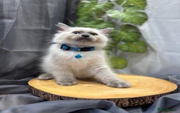 Ragdoll cats for sale: 💎 Purebred Ragdoll kittens-Champion Bloodlines 💎 - Image 20