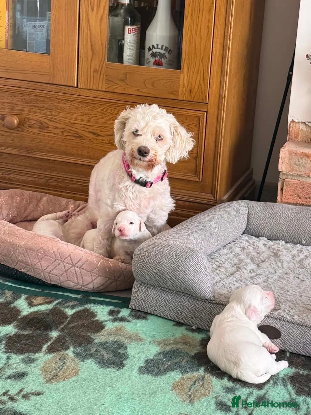 Bichon Frise dogs for sale: Puppies with blue eyes  in Norwich - Advert 1