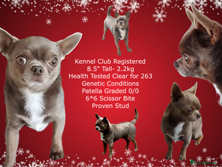 Chihuahua dogs KC reg - Health tested - PROVEN - Advert 2