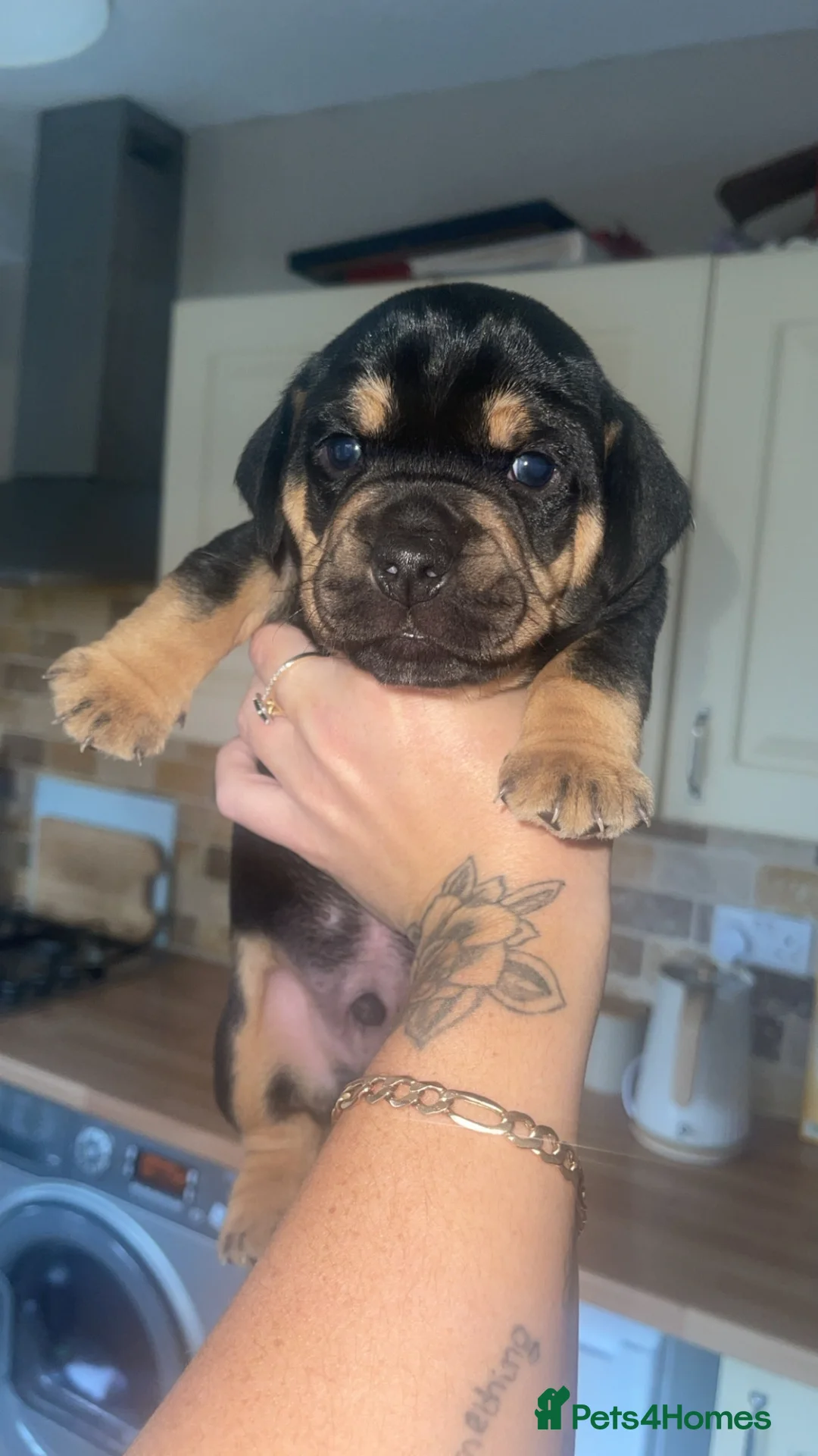 Mixed Breed dogs for sale: 2 pups left  - Advert 2