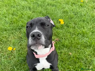 Mixed Breed dogs Engish bulldog x Cane corso - Advert 4