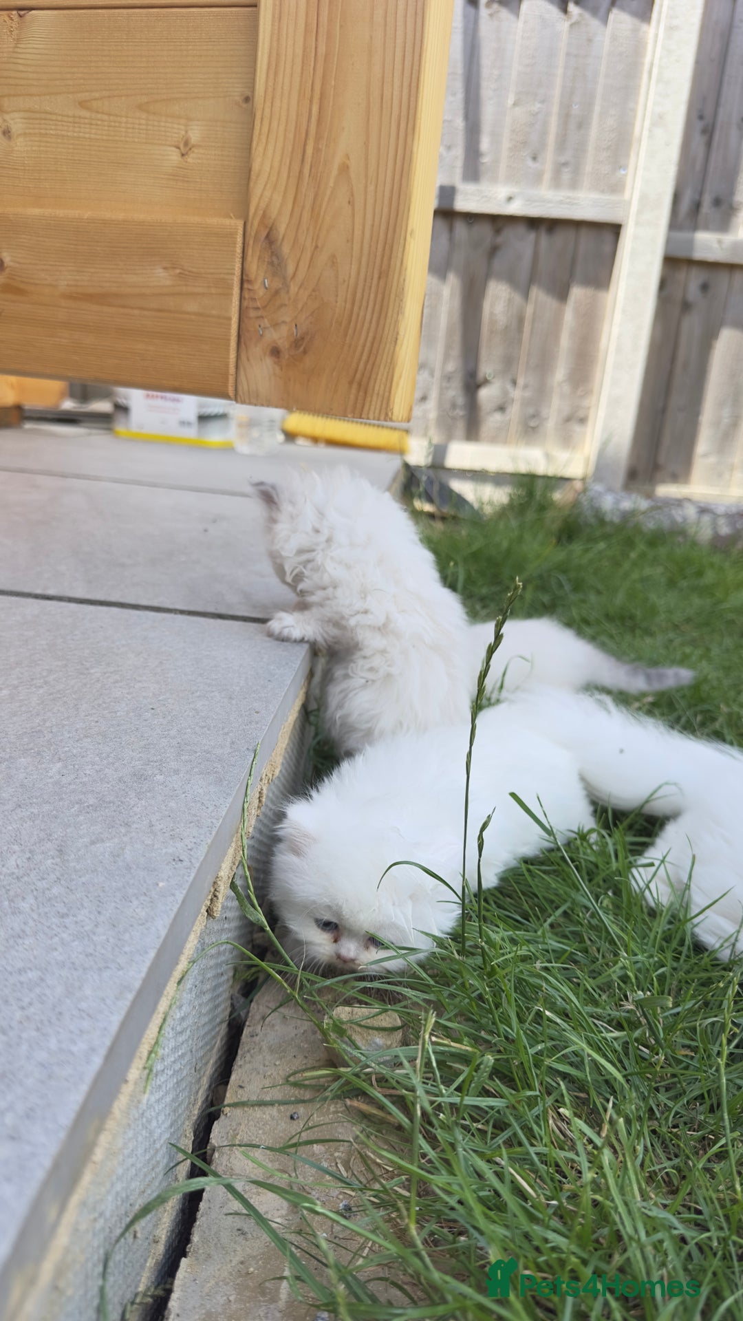 British Longhair cats for sale: 6 Adorable British ShortHair X LongHair kittens .  - Image 3