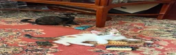 Mixed Breed cats for sale: 4 Beautiful Kittens in Erith - Advert 27