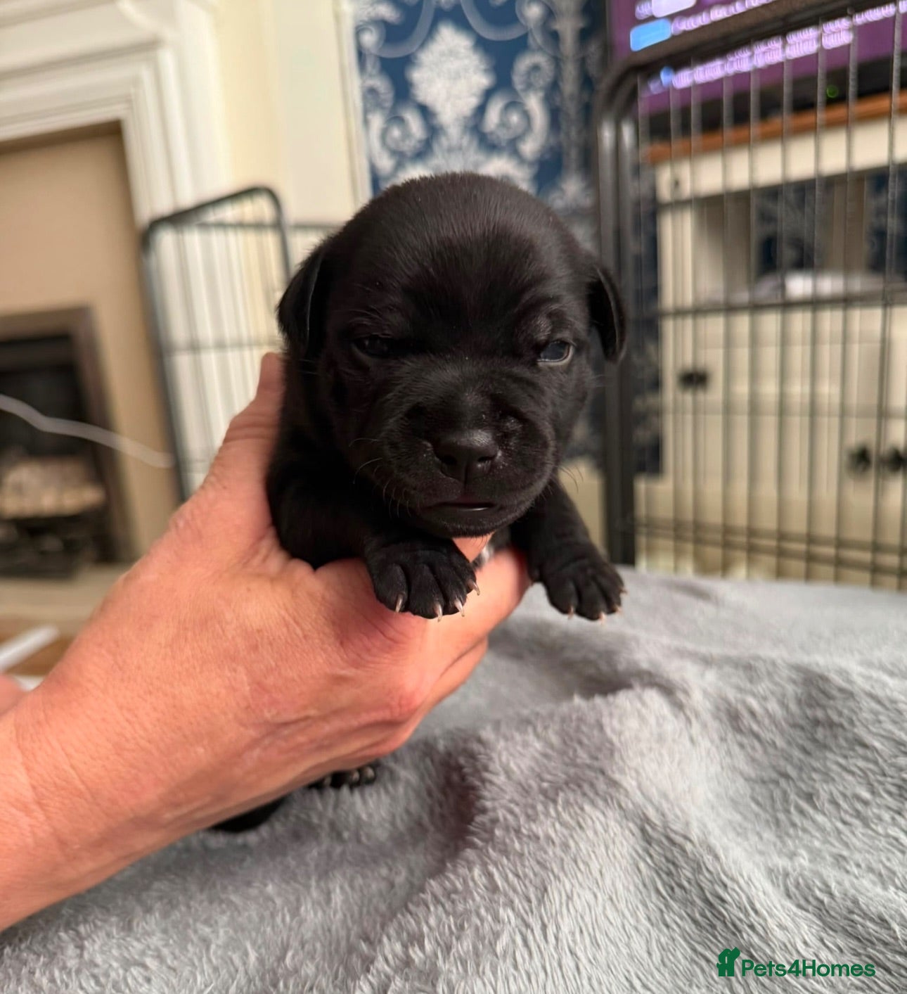Staffordshire Bull Terrier dogs Stunning litter CH KC 🖤💙  - Advert 5