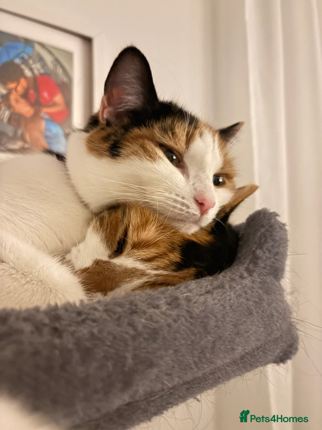 Mixed Breed cats for sale: Mochi Kimchi & Miso - Advert 26